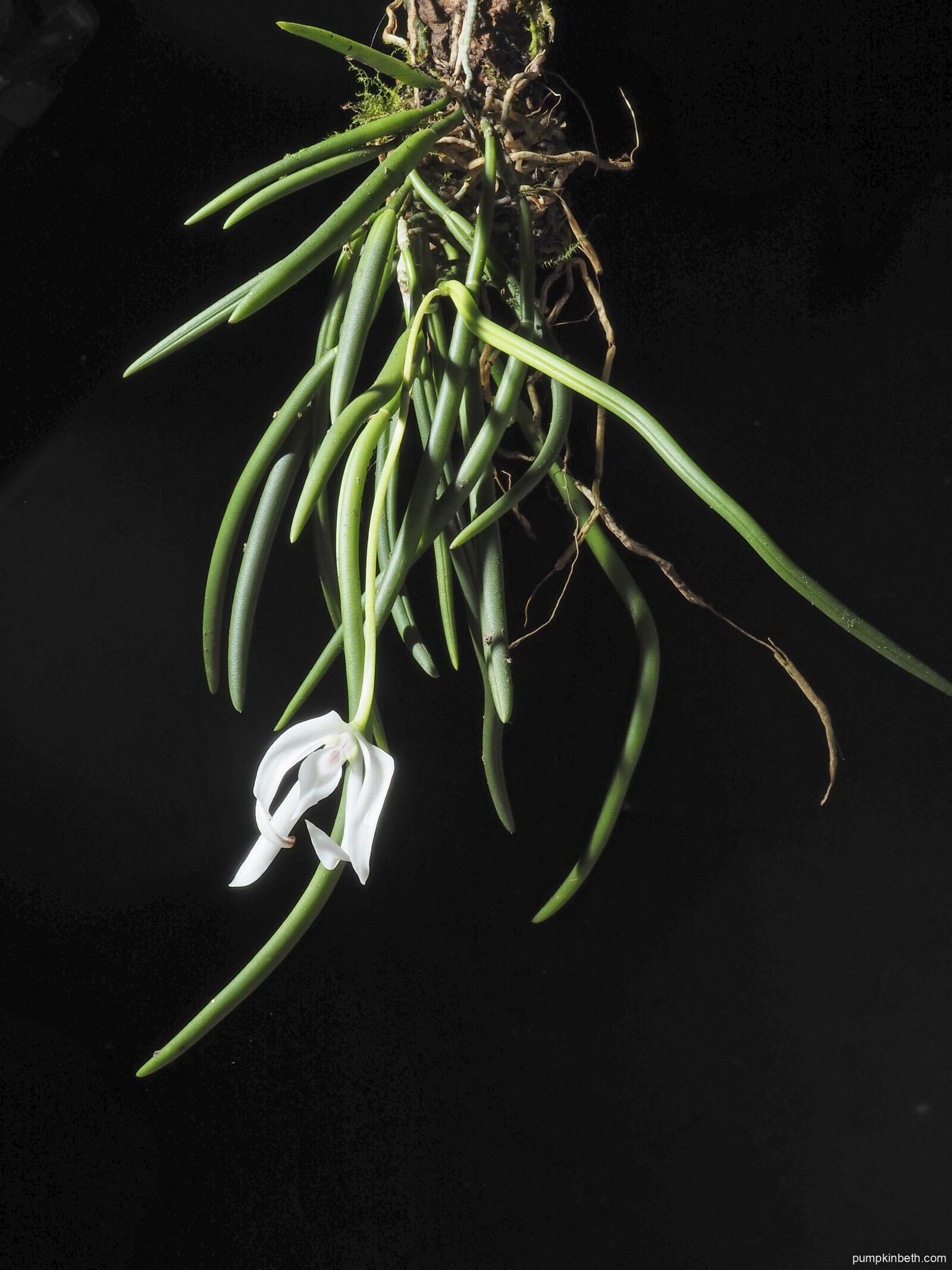 Leptotes Leptotes bicolor: a resilient & easy to grow miniature epiphytic orchid ...